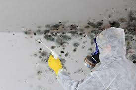 Best Attic Mold Removal  in Ellaville, GA